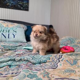 Jellybean - Chocolate merle female Pomeranian puppy in Cleveland, Georgia from Sourpatch Pomeranians