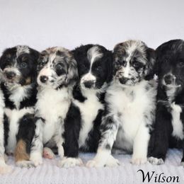 Aussiedoodle Puppies from Wilson Cattle Co.