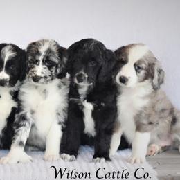 Aussiedoodle Puppies from Wilson Cattle Co.