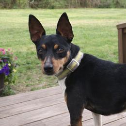 Sadie - Rat Terrier