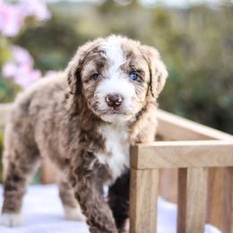 Aussiedoodle, Australian Mountain Doodle, Bernedoodle, and Labradoodle Puppies from Doodles & Co