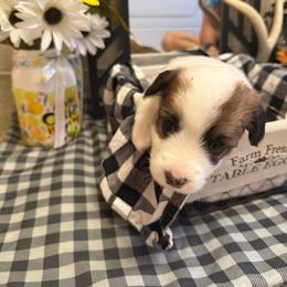 Mabel - Sable female Pembroke Welsh Corgi puppy in Atascadero, California from California Corgis and Kunes