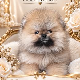 Benny - Orange male Pomeranian puppy in Burbank, California from Haus of Pomeranians