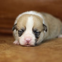 Pembroke Welsh Corgi Puppies from Ayers Acres Corgis
