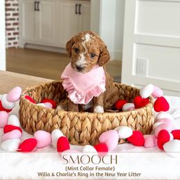 SMOOCH - Red  female Goldendoodle puppy in Bell Buckle, Tennessee from Precious Puptown Doodles