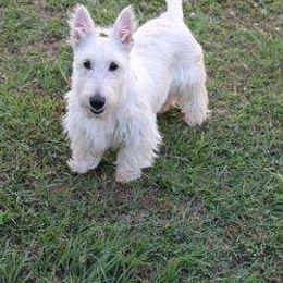 Bugga - Scottish Terrier