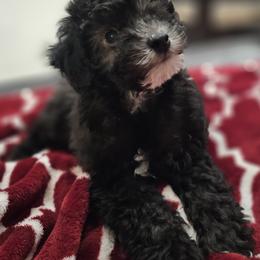 Goldendoodle Puppies from Timberland Falls Goldendoodles