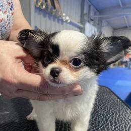 Captain - Black and white male Chihuahua puppy in Garland, Texas from Chedon Chihuahuas