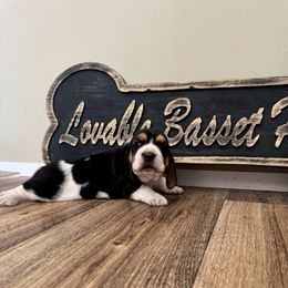 Girl 2 - Black brown and white female Basset Hound puppy in Liberty, Kentucky from Lovable Basset Hounds