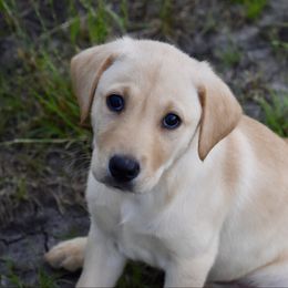 Cali - Yellow female Labrador Retriever puppy in Gober, Texas from Trigger Time Kennels
