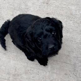 Aussiedoodle and Miniature Australian Shepherd Puppies from Dazy Mayze Mini Aussies and Aussiedoodles