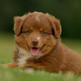 Flora - Red tri female Miniature Australian Shepherd puppy in Hartman, Arkansas from Southern Edition Aussies