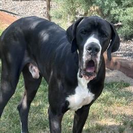 Heinrich - Great Dane