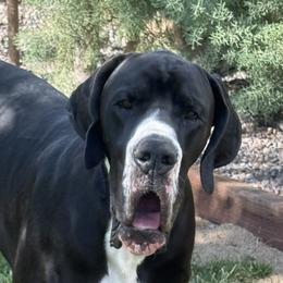 Heinrich - Great Dane