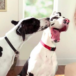 Great Danes from Ohana Danes