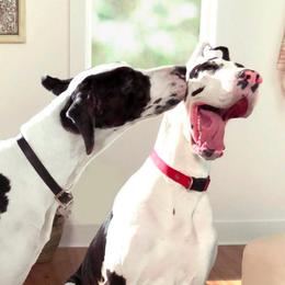 Great Danes from Ohana Danes