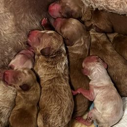 Goldendoodles from Scherrer Sweet Goldendoodles
