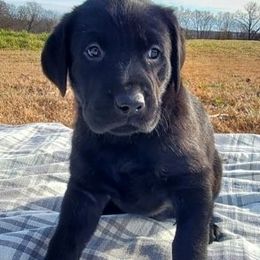 Labradoodle, Labrador Retriever, and Sheepadoodle Puppies from Millies Kennel