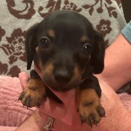 Bailey - Black and tan female Dachshund puppy in Nashville, Georgia from Riverside Dachshund