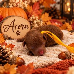 Acorn - Red  male Poodle puppy in Southampton, New Jersey from Lavishly Loved Pets LLC
