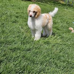 Dexter - Parti male Poodle puppy in Mcbain, Michigan from Northern Creek