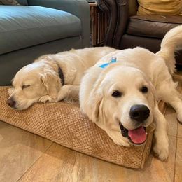 Golden Retrievers from Golden Girls