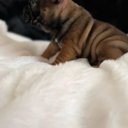 Boy 1 - French Bulldog puppy in Houston, Texas from South House Bulldogs