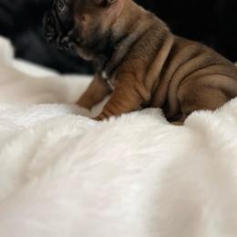 Boy 1 - French Bulldog puppy in Houston, Texas from South House Bulldogs