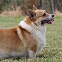 Marshall - Pembroke Welsh Corgi