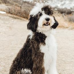 Kimber - Goldendoodle
