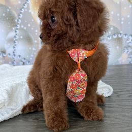 Cannoli 2 Lbs - Red  male Poodle puppy in Cape Coral, Florida from Ruby the poodle