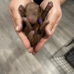 Poodle Puppies from Segovia Pups