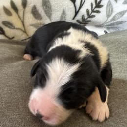 Boy 6 - male Aussiedoodle puppy in Churchville, New York from Bluebird Family Farm