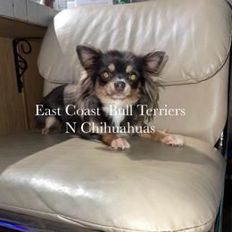 Milly - Chihuahua