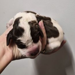 Vixen - White and chestnut female Bracco Italiano puppy in Silver Summit, Utah from Snow Peak Kennel