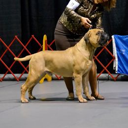 Bullmastiff Puppies from Amulet Bullmastiffs