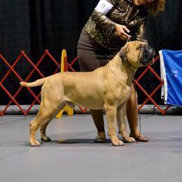 Bullmastiff Puppies from Amulet Bullmastiffs