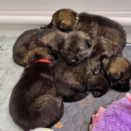 Border Collie and German Shepherd Puppies from Von Guadachi German Shepherds & Audacity Border Collies