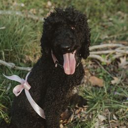Rona - Poodle