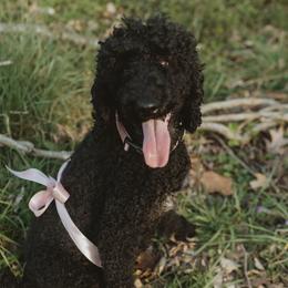 Rona - Poodle