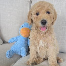 Tucker - Cream male Goldendoodle puppy in Wauseon, Ohio from Medium Labradoodles 🐾
