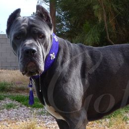 Cane Corso from Gottes Cane Corso