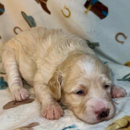 Bo - Cream male Aussiedoodle puppy in Liberty, Texas from Poodles and Doodles Most Excellent Adventures
