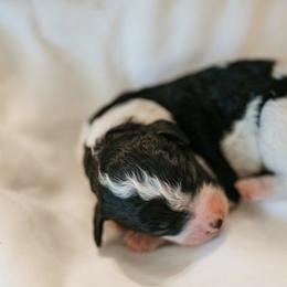 Cavapoo Puppies from Curly Q Cavapoos