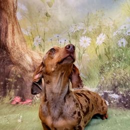 Moonshine - Dachshund