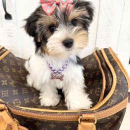 Biewer Terrier and Yorkshire Terrier Puppies from Coastal Yorkshire Terrier Yorkies & Biewer Terriers