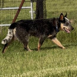 Australian Cattle Dog Puppies from Camira Ranch Australian Cattle Dogs