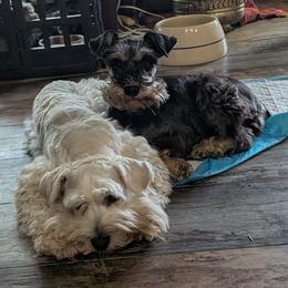 Miniature Schnauzers from Arrow F Schnauzers