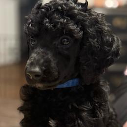 Jackson - Black male Poodle puppy in Dayton, Washington from Country Sundance Poodles