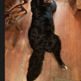 Bernese Mountain Dog Puppies from Lonesome Pine Farm